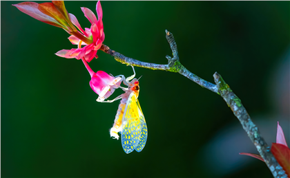 Hoa đào chuông khoe sắc 